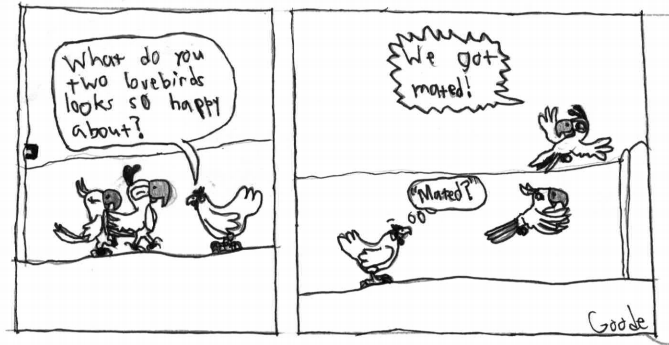 Priscilla and Squawks, a couple meant to be. -Mr. T